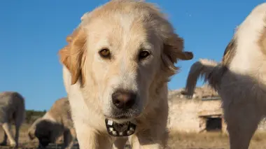 Ours bruns, raies et chiens de berger