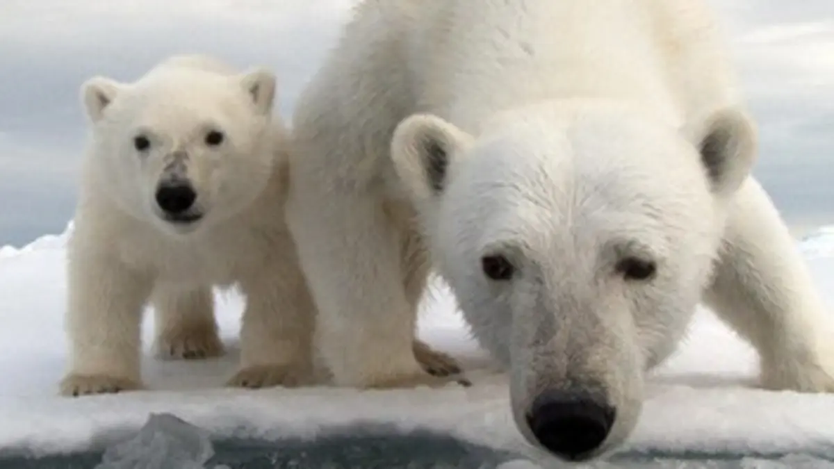 Caméra cachée, ours espionnés E01 Sortir de l'hibernation