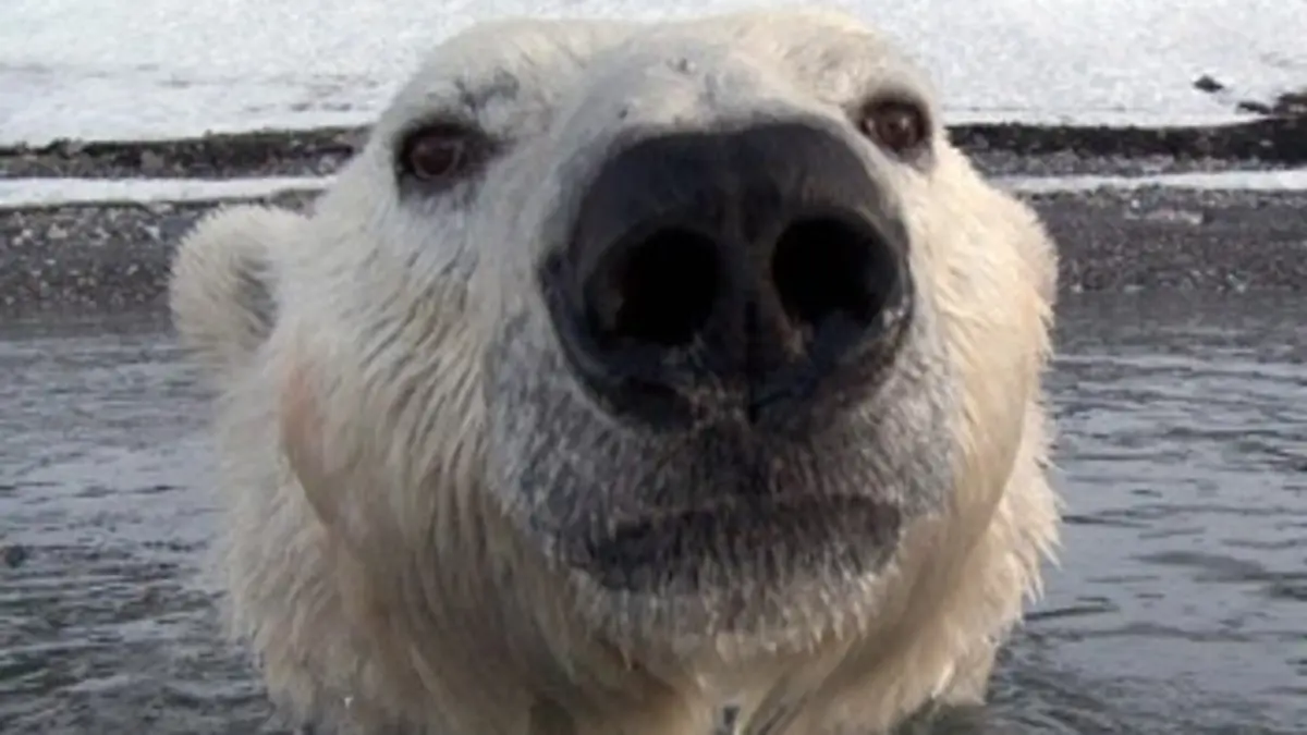 Casting Caméra cachée, ours espionnés E02 Survivre à l'été