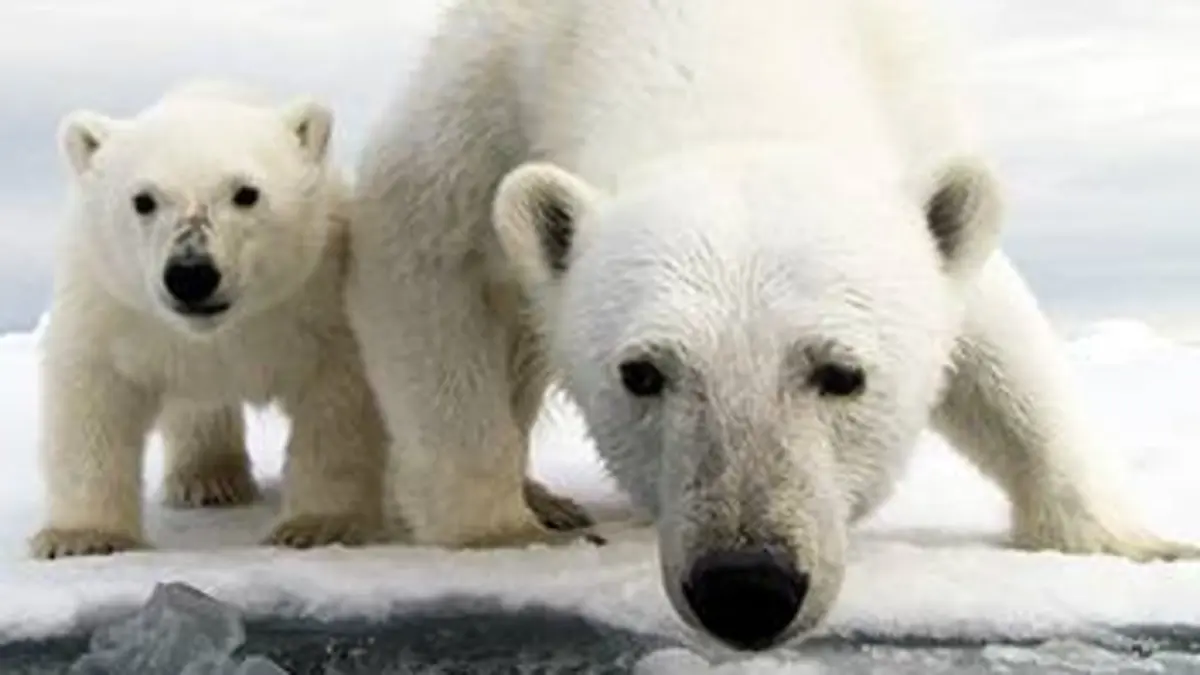 Caméra cachée : ours espionnés E01 Sortir de l'hibernation