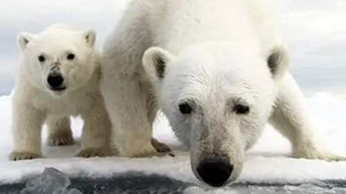 Caméra cachée : ours espionnés E01 Sortir de l'hibernation