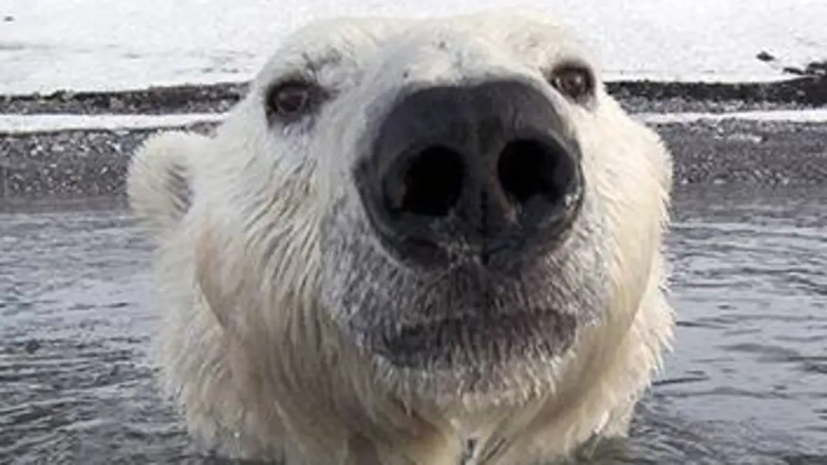 Caméra cachée : ours espionnés