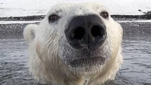 Caméra cachée : ours espionnés