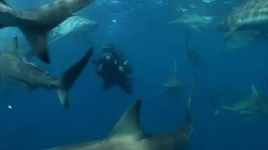 Face au requin