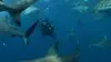 Cameraman en danger E01 Face au requin