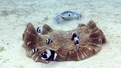 Caméras espions au coeur des océans