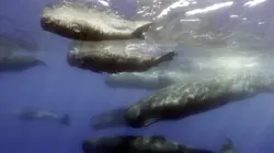 Caméras espions au coeur des océans