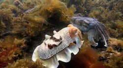 Caméras espions au coeur des océans