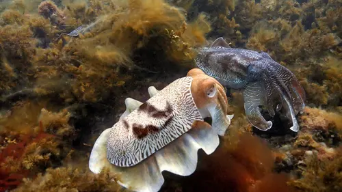 Caméras espions au coeur des océans Ruse et séduction