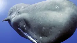 Caméras espions au coeur des océans