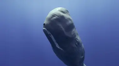 L'union fait la force