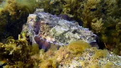 Caméras espions au coeur des océans