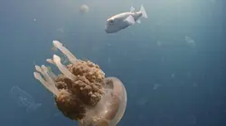 Caméras espions au coeur des océans