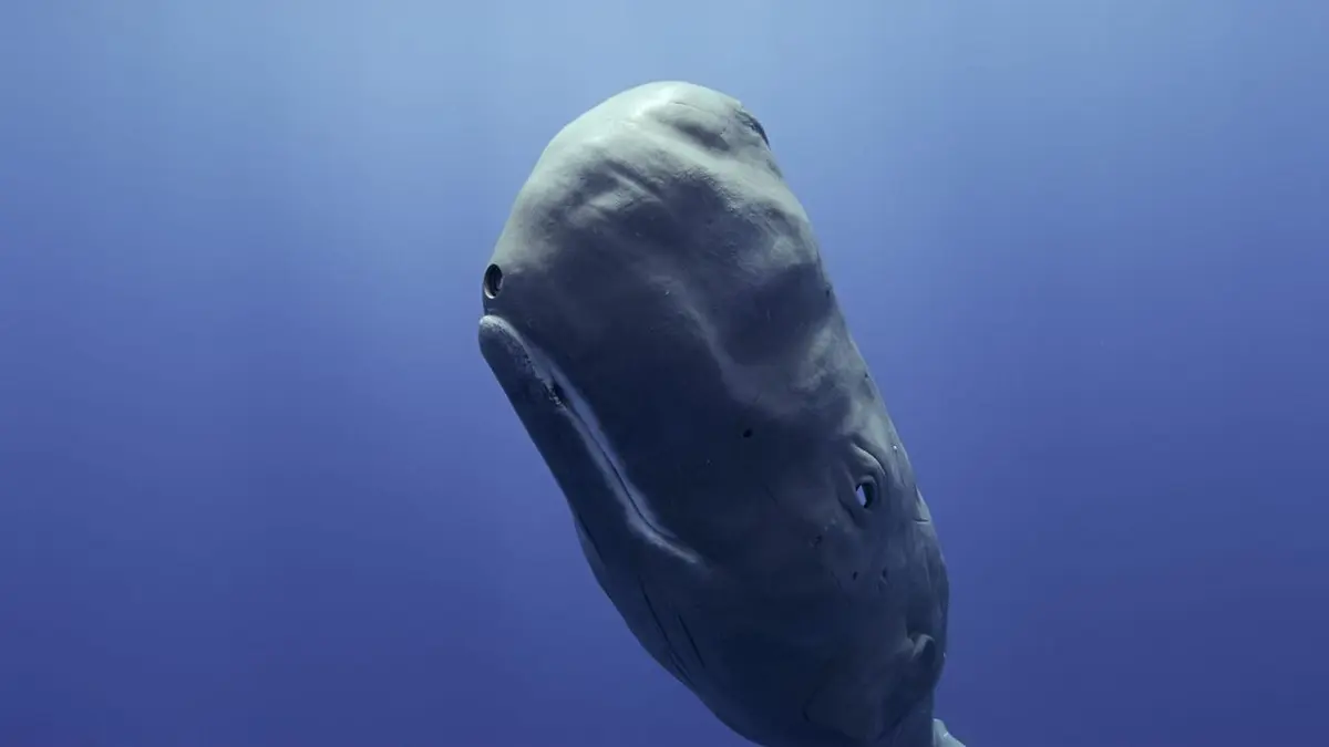Visuel de Caméras espions au coeur des océans De la suite dans les idées