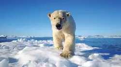 Caméras-espions au pays du froid