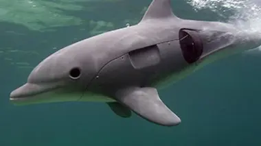 Caméras-espions chez les dauphins