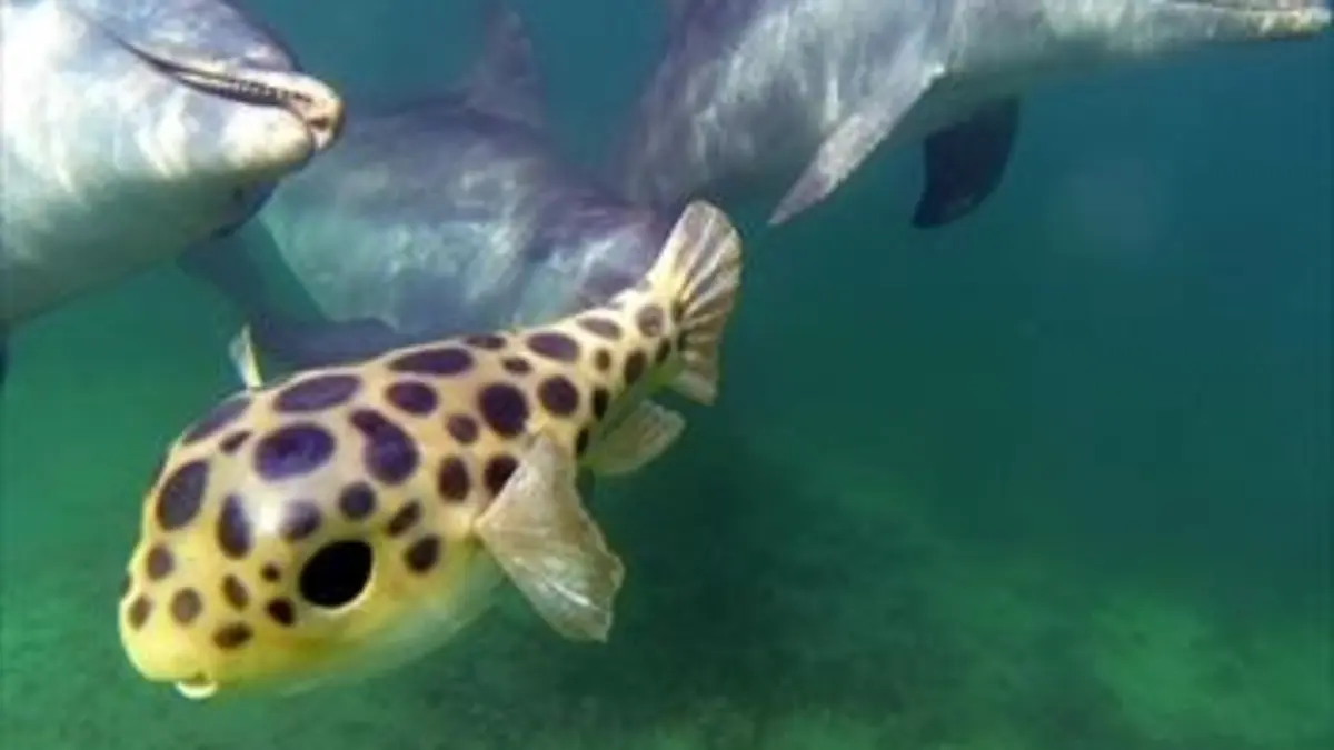 Casting Caméras-espions chez les dauphins