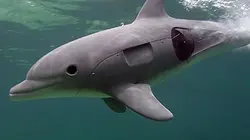 Caméras-espions chez les dauphins