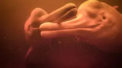 Caméras espions en terre animale Sous les tropiques