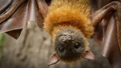 Caméras espions en terre animale Sous les tropiques en streaming