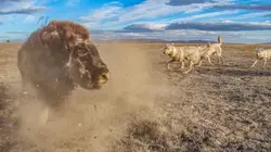 Caméras espions en terre animale  Sur les terres glacées