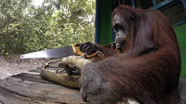 Caméras espions en terre animale E01 Brillants d'intelligence