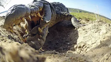 Caméras espions en terre animale S01E01 Le parfait amour