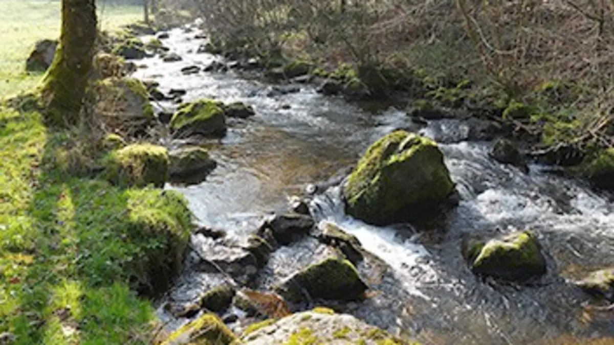 Campagnes de rêves La Forêt-Noire