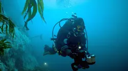 Visuel de Canada, le renouveau d'un détroit : Le retour des baleines à bosse