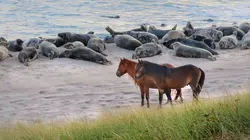 Canada, les phoques gris de l'île de Sable