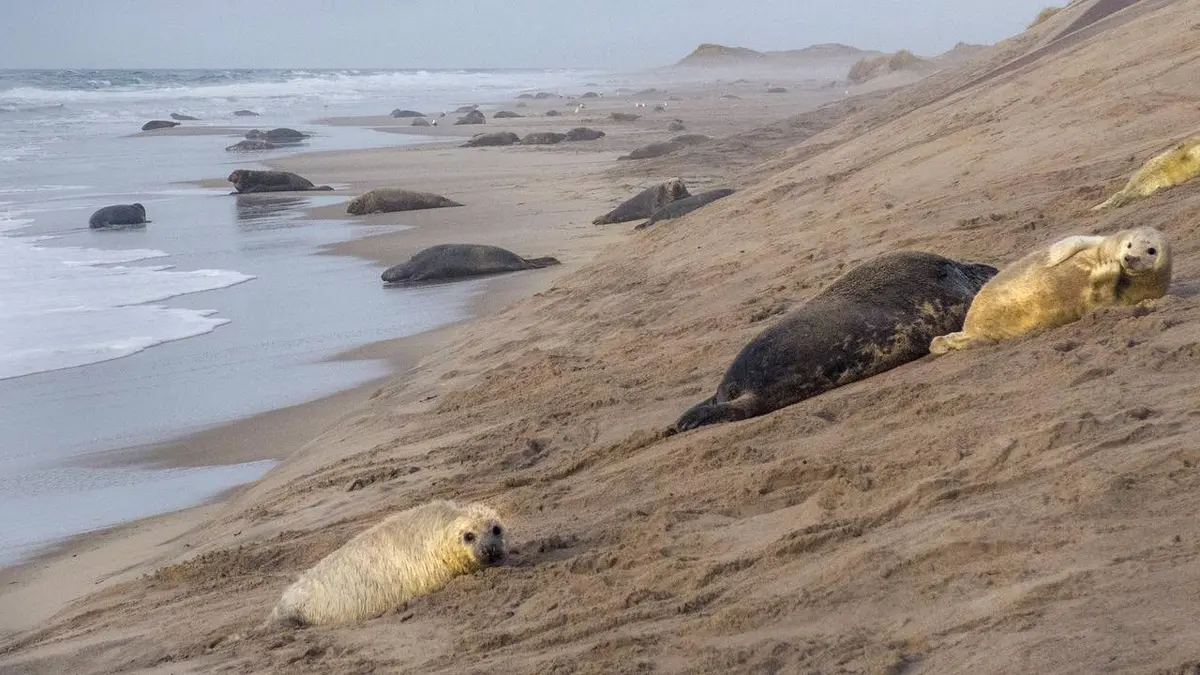 Canada, les phoques gris de l'île de Sable