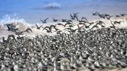 Canada : Les terres sauvages