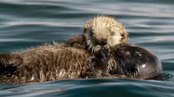 Canada : Les terres sauvages