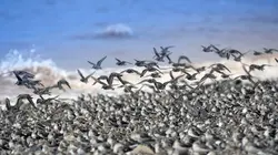 Canada : Les terres sauvages