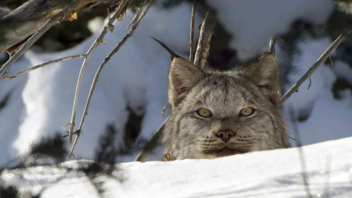 Canada : Les terres sauvages