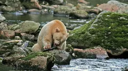 Canada : Sur les traces des ours esprits