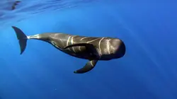 Canaries, les îles-volcans