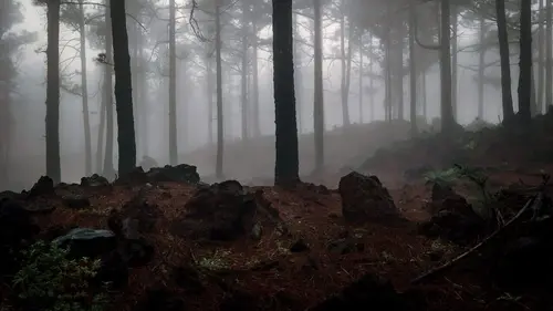 Canaries, les îles-volcans La Palma