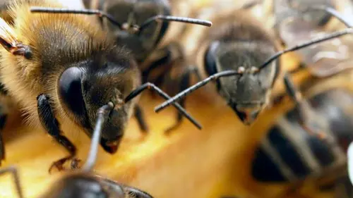 Canaries, les îles-volcans Tenerife