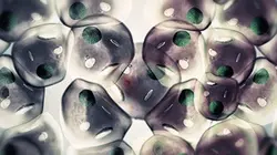 Visuel de Cancer : la piste oubliée