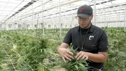 Cannabis : quand le deal est légal
