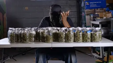 Cannabis : quand le deal est légal