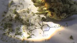 Cannabis sur ordonnance