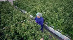 Cannabis thérapeutique, l'herbe de la controverse