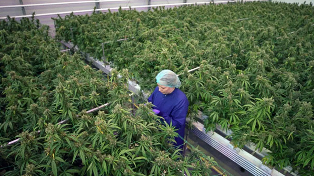 Cannabis thérapeutique, l'herbe de la controverse