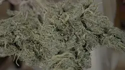 Cannabis : une enquête de Mathieu Kassovitz et Antoine Robin