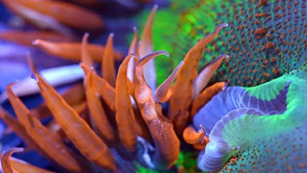 Cap sur l'Atlantique E03 Les Tropiques