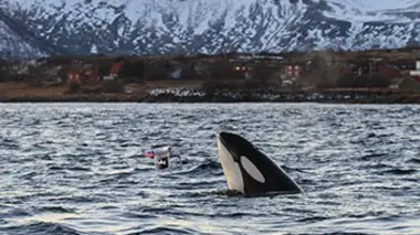 Gulf Stream, le courant de la vie