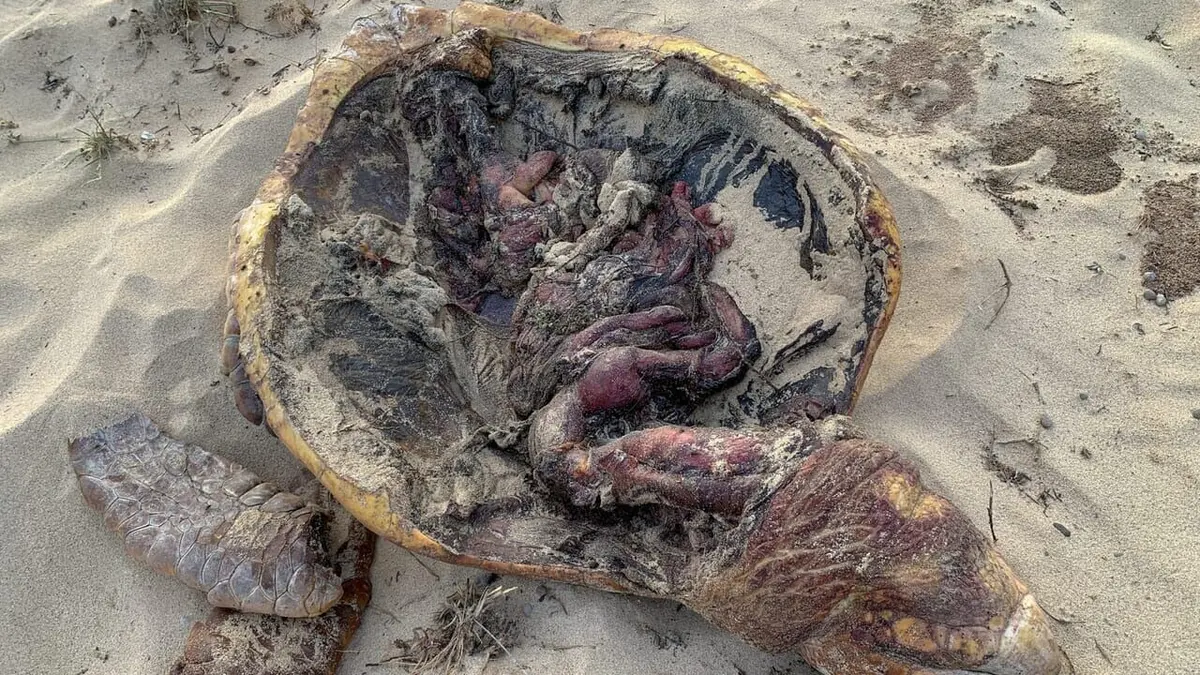 Cap-Vert, les chiens au secours des tortues