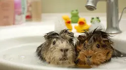 Capsules humour Tipik